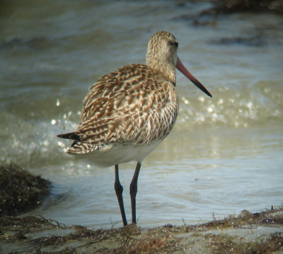 Bar-tailed Godwit