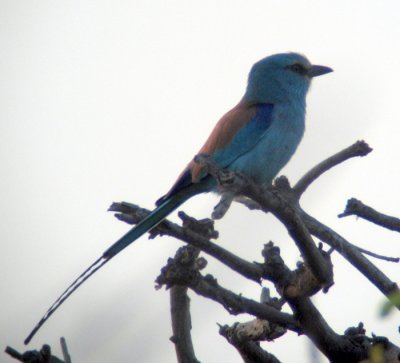 Abyssinian Roller