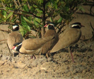 Black-headed Plover