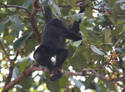 Red-handed Howler Monkey