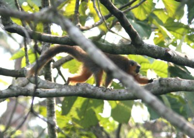 Red-bellied Titi or Dusky Titi