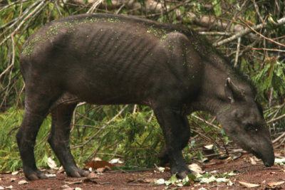 Brazilian Tapir