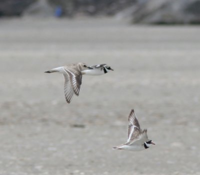 Greater Sand Plover