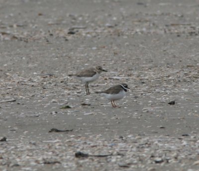 Greater Sand Plover