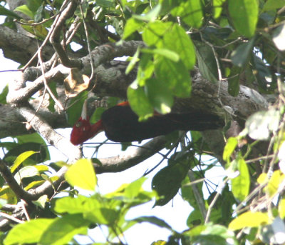 Red-necked Woodpecker