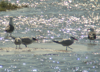 Caspian Tern