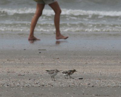 Greater Sand Plover