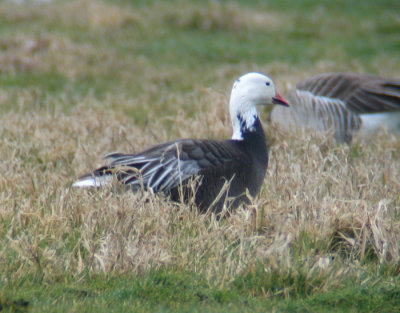 Snow Goose