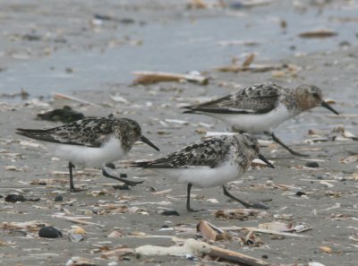 Sanderling