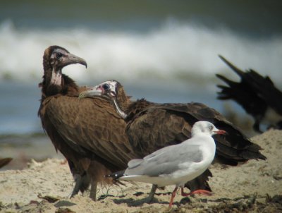 Hooded Vulture and Grey-headed Gull