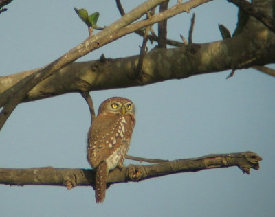 Pearl-spotted Owlet