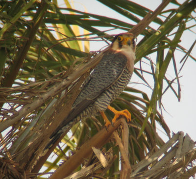 Red-Necked Falcon