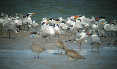 Royal and Caspian Tern