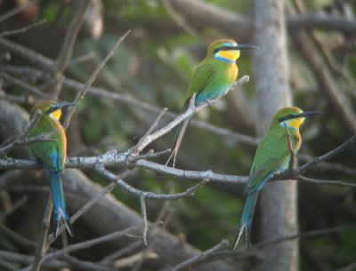 Swallow-tailed Bee-eater