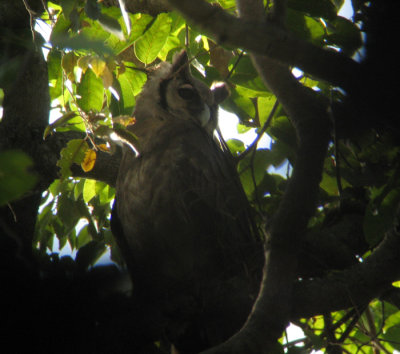 Verreaux's Eagle Owl