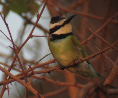 White-throated Bee-eater