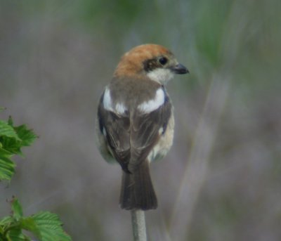 Woodchat Shrike