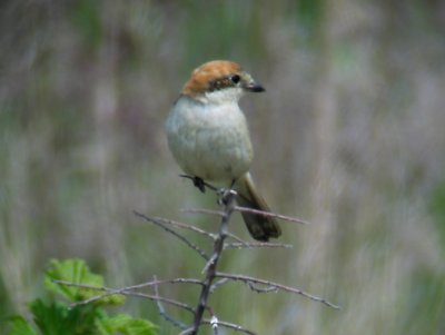 Woodchat Shrike