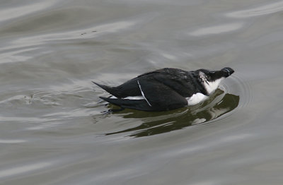 Razorbill