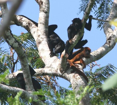 Red-handed Howler Monkey