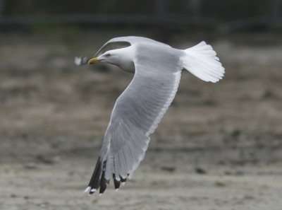 Herring Gull