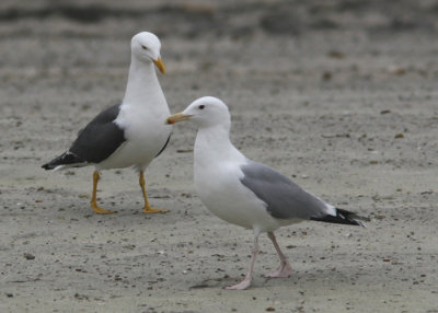 Caspian Gull