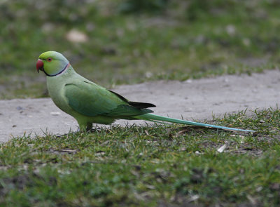 Rose-ringed (Ring-necked) Parakeet