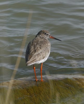 Common Redshank