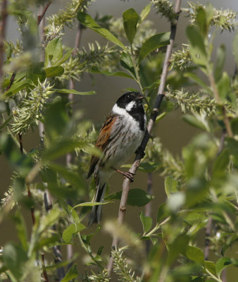 Common Reed Bunting