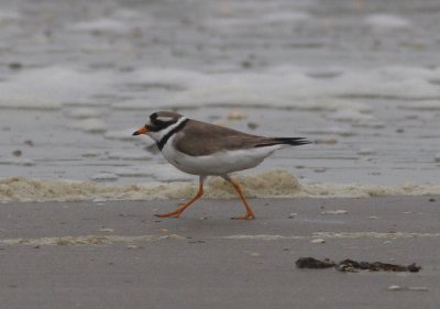Common Ringed Plover
