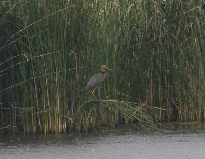 Purple Heron