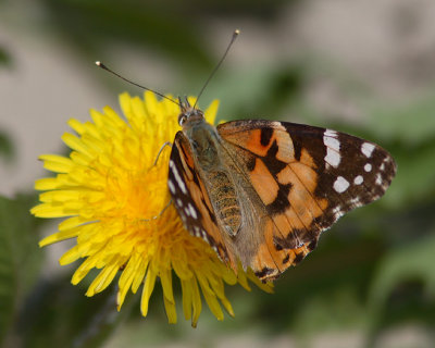 Painted Lady