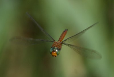 Norfolk Hawker