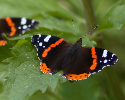 Red Admiral