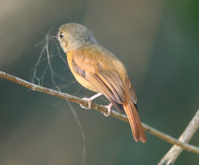 Ruddy-tailed Flycatcher