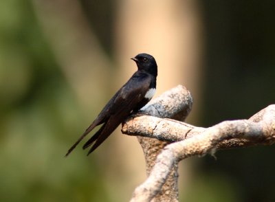 White-banded Swallow