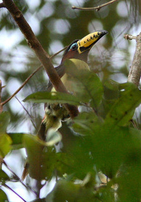 Lettered Aracari