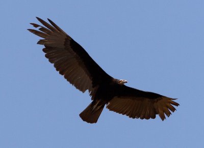 Lesser Yellow-headed Vulture