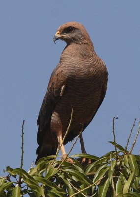 Savanna Hawk