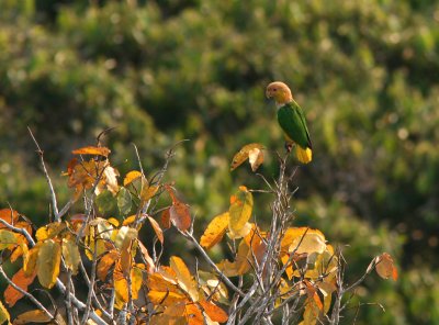 White-bellied Parrot