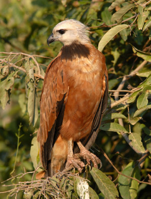 Black-collared Hawk