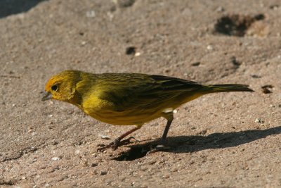 Saffron Finch