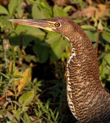 Rufescent Tiger-heron