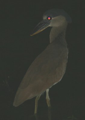 Boat-billed Heron