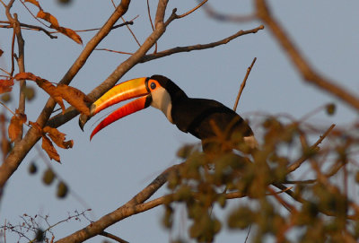 Toco Toucan