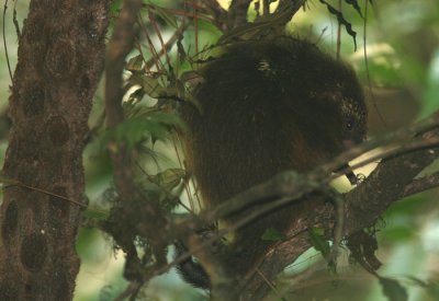 South American Tree Porcupine