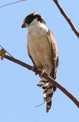 Laughing Falcon