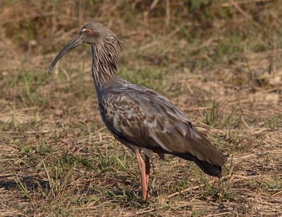 Plumbeous Ibis