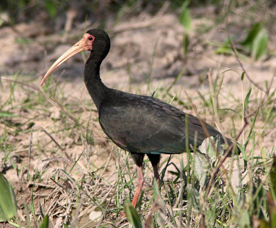 Bare-faced Ibis