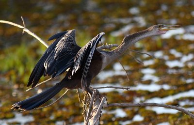 Anhinga